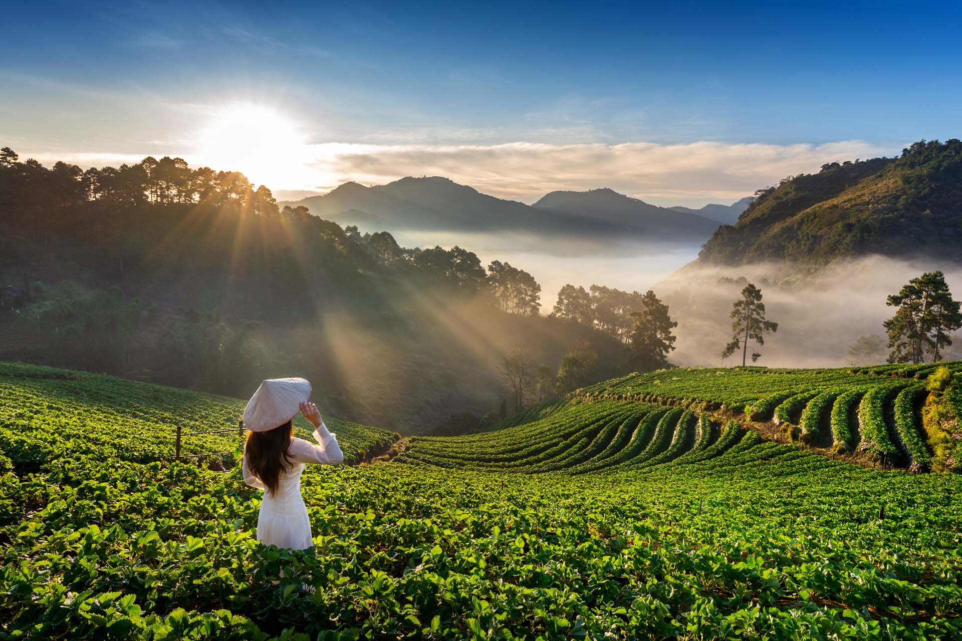Asian woman wearing Vietnam culture traditional in strawberry ga